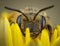 little honeybee posing in a yellow flower resting