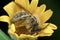 little honeybee posing in a yellow flower resting