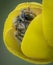 Little honeybee sleeping in a yellow flower petals with some raindrops