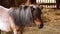 Little horse in brown color on farm backyard. Domestic animals living even-toed herbivore. Horse or pony stands in the