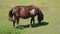 little horse eats grass in the pasture on a sunny day