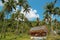 Little house amongst palms on Koh-Chang island, Thailand