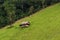 Little house in the middle of mountain paddy field, rice growing in mountain, Nan Province, Thailand