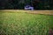 Little house in paddy field