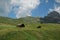 Little house on the road for Seceda moutain, italian alps, Ortisei mountain