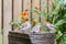 Little house sparrows at a garden fountain