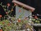 Little Hummingbird feeds from a small red flower.