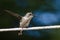 Little Hummingbird Taking to Flight from a Piece of White Clothesline