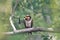 Little hungry chick swallows sitting on a branch