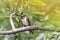 Little hungry chick swallows sitting on a branch