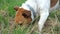 Little hunter dog digs in the meadow for mice and is very busy. Jack Russell Terrier breed