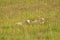 Little Icelandic lambs grazing in a tall meadow, a landscape in Iceland