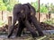 Little indian elephant stretches bent to the side, to collect the trunk leaves from palm trees for food. Kerala, India