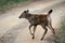 Little Indian Sambar Deer spotted during Jungle Safari