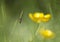 Little insect with flower backdrop