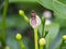 Little Insect on The Jasmine