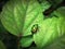 Little insect on leaves of hibiscus in garden