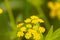 Little insect sitting on flower in the meadow