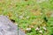 Little ironweed, Ash-coloured fleabane