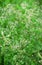 Little ironweed or Purple fleabane