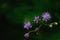 Little ironweed, Vernonia cinerea Herb Less purple flower