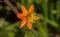 Little isolated orange lily on a branch