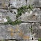 Little Ive Leaves Growing on a Medieval Grey Tile Wall