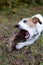 LITTLE JACK RUSSELL DOG BITTING A WOODEN STICK WHILE SITTING ON