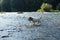 LITTLE JACK RUSSELL DOG PLAYING WITH A BALL IN A RIVER