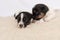 Little Jack Russell puppy dogs 14 days old lie side by side on a blanket in front of white background