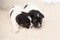 Little Jack Russell puppy dogs 14 days old lie side by side on a blanket in front of white background