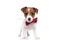 little jack russell terrier dog waving his tail