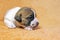 little Jack Russell Terrier puppy crawling on a peach blanket. caring for puppies