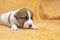 little Jack Russell Terrier puppy crawling on a peach blanket. caring for puppies