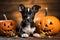 Little jack russell terrier puppy with jack lanterns and pumpkins. Generative AI