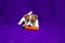 Little jack russell terrier puppy is played with soft toy carrot lying on a purple background. Contrast background. horizontal