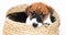 little Jack Russell Terrier puppy sits in a wicker box made of cattails