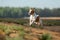 Little jack russell terrier runs by the water. Dog on the lake