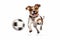 little jack russell terrier with a soccer ball