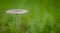 Little Japanese Umbrella toadstool in grassland