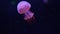 Little jellyfish pink