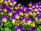 Little Johnny Jump-ups or Viola Flowers