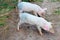 Little jolly piglets on the farm
