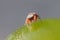 Little jumping spider on a green grape alone