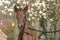 Little just born brown horse, one day old, standing, white blossoming tree in the background during the day with a countryside