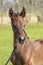 Little just born brown horse standing in green grass during the day with a countryside landscape. One day old, harness horse,