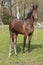 Little just born brown horse standing next to the mother, drink milk, during the day with a countryside landscape