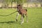 Little just born brown horse standing next to the mother, one day old, during the day with a countryside landscape