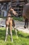 Little just born brown horse standing next to the mother, one day old, during the day with a countryside landscape, harness horse