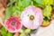 Little katydid on a pink mauve poppy on a balcony